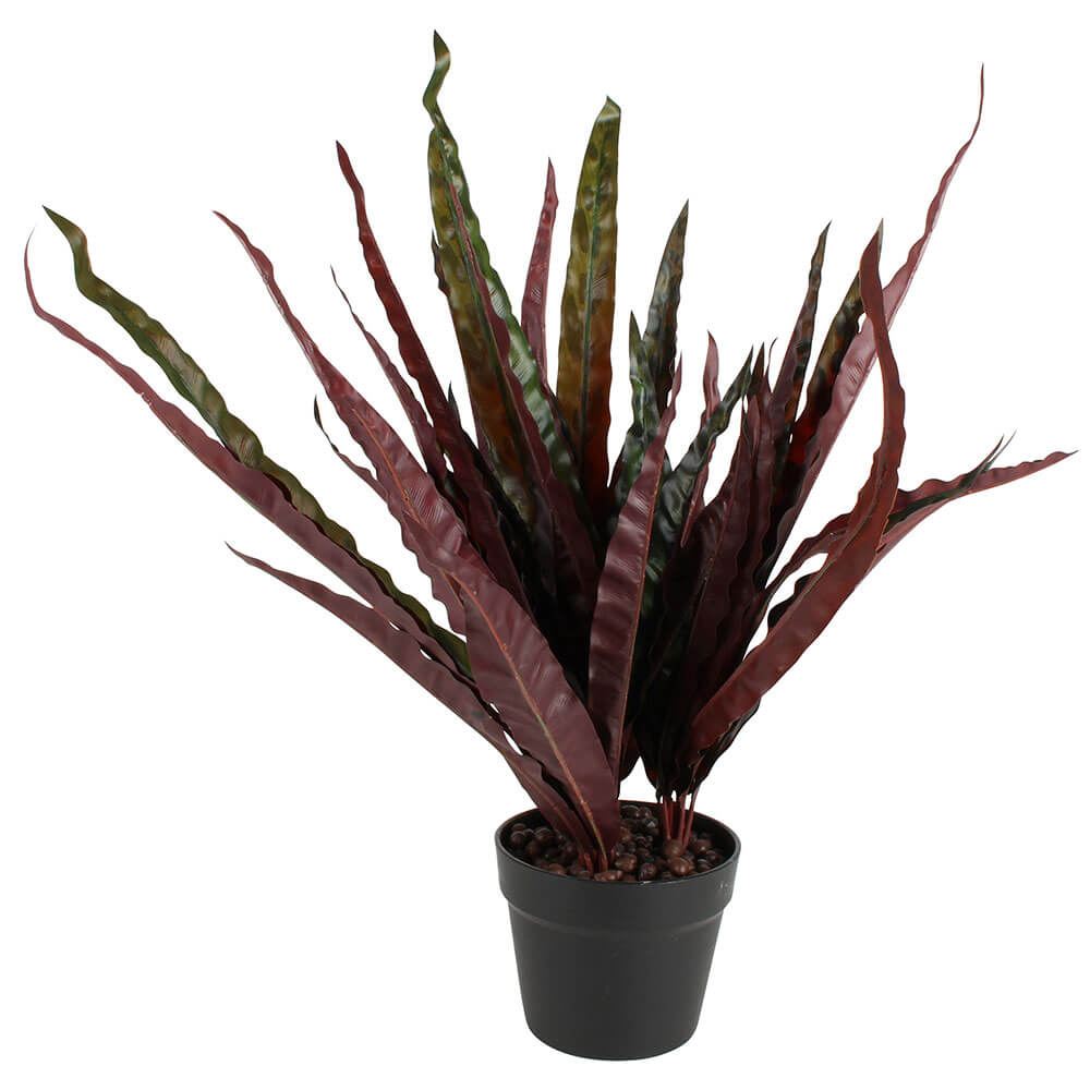 Potted Calathea Insignis Peacock Plant 50cm
