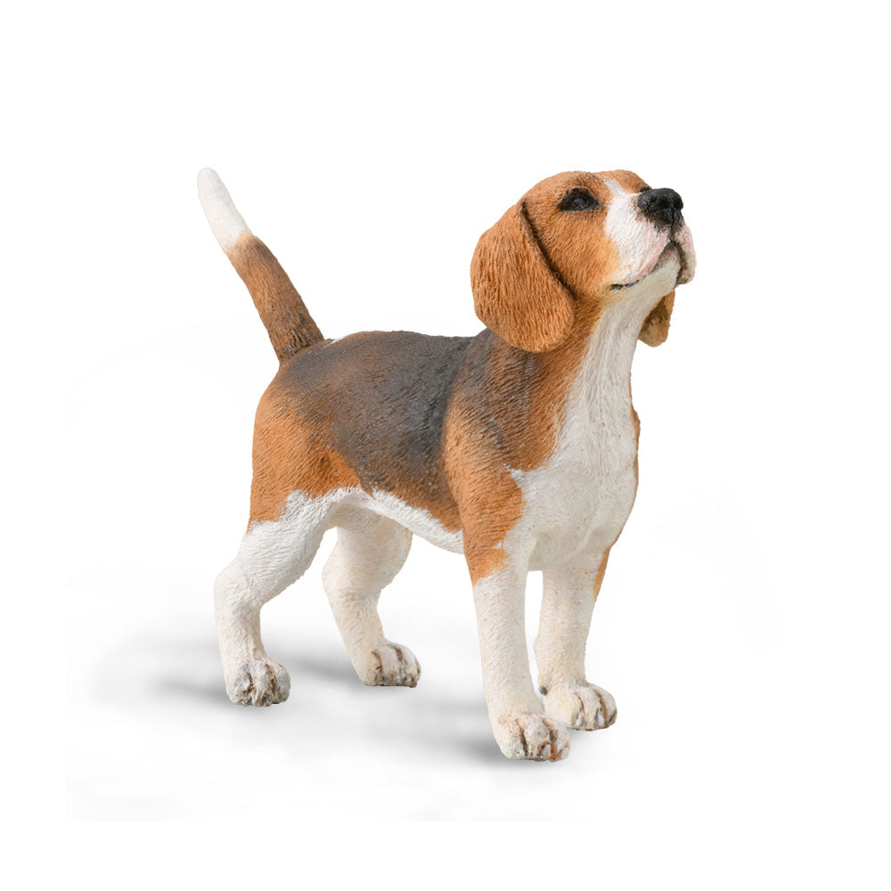 CollectA Beagle Figure (Medium)