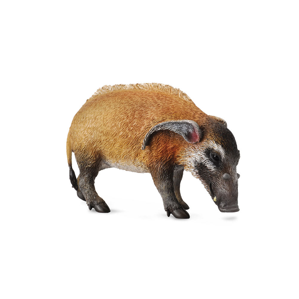 CollectA Red River Hog Figure (Large)