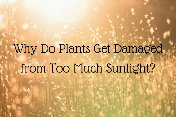 Why Do Plants Get Damaged from Too Much Sunlightwater plants early in the morningshade on plantsbright sunlight under cumulus clouds