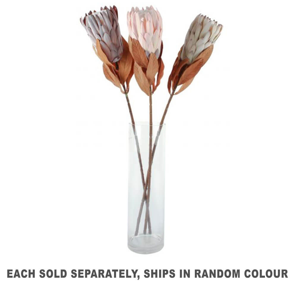 Dried Fire Protea 3 Assorted Colors 76cm