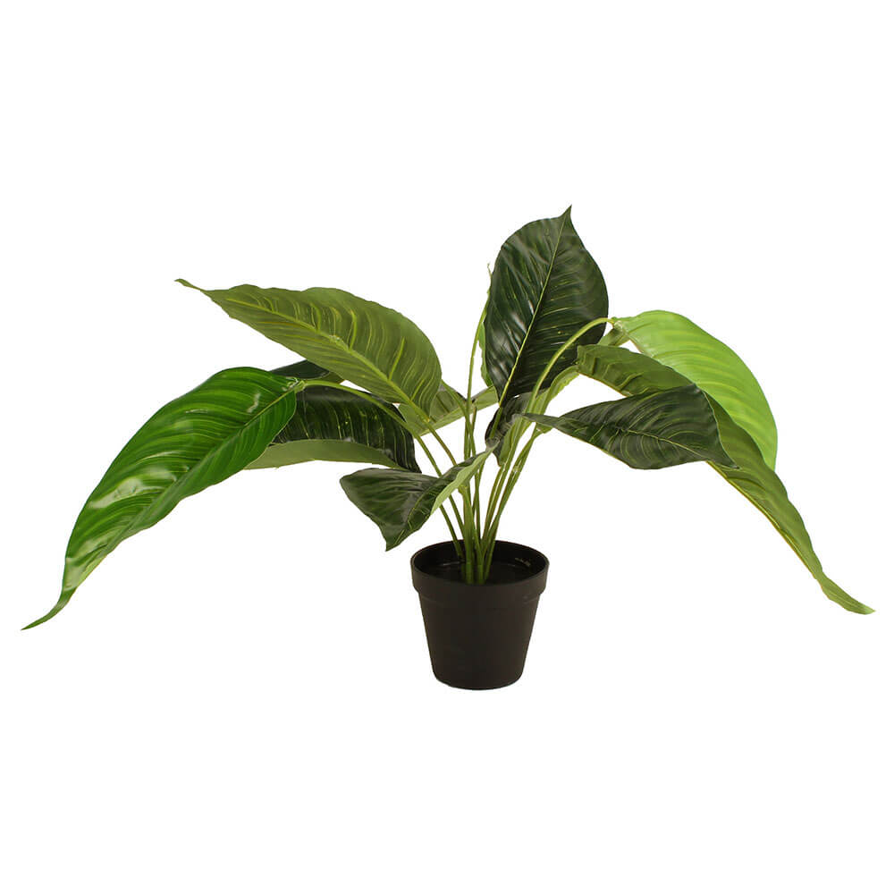 Potted Peace Lily 55cm