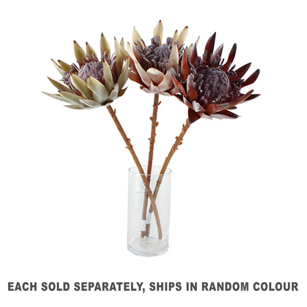 Dried King Protea Flower