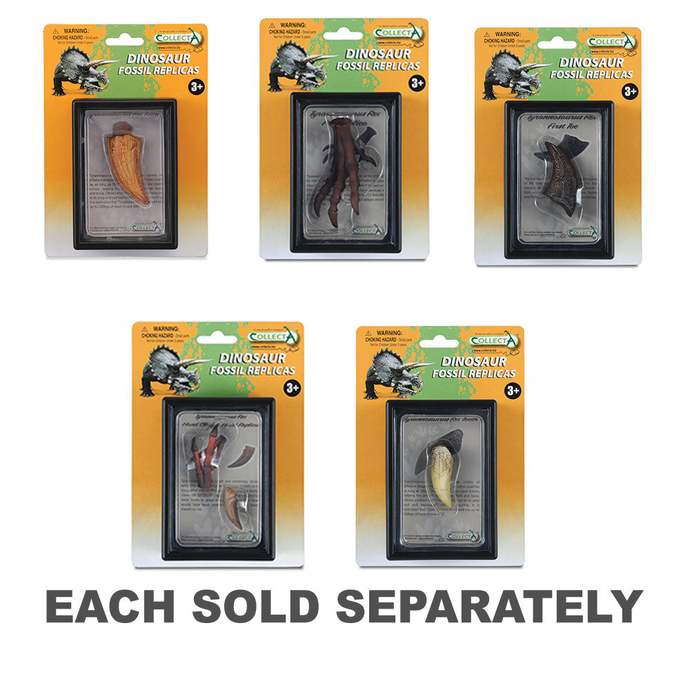 CollectA T Rex Parts in Display Case