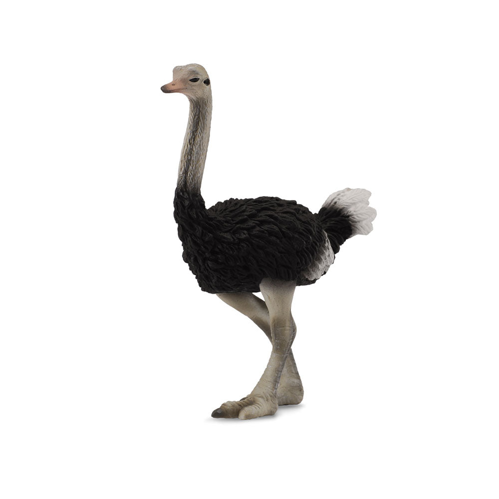 CollectA Ostrich Figure (Large) - LatestBuy