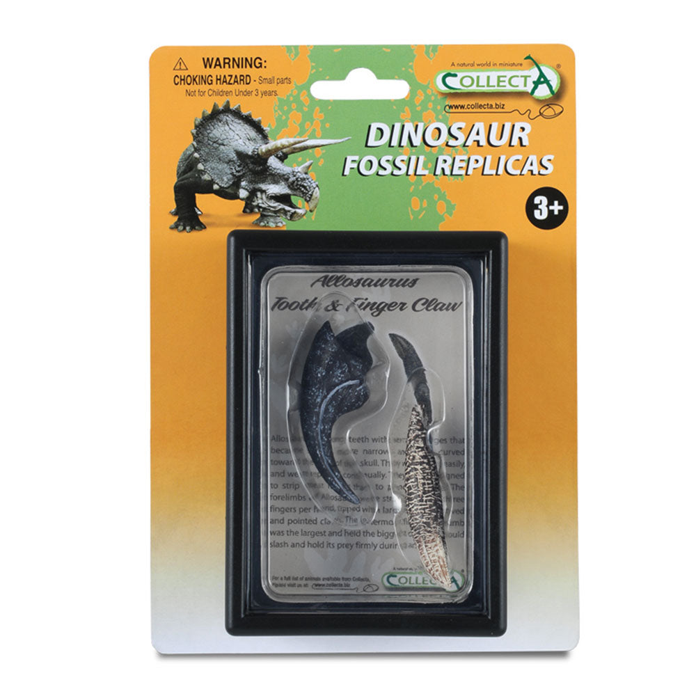 CollectA Tooth and Finger Claw of Allosaurus in Display Case