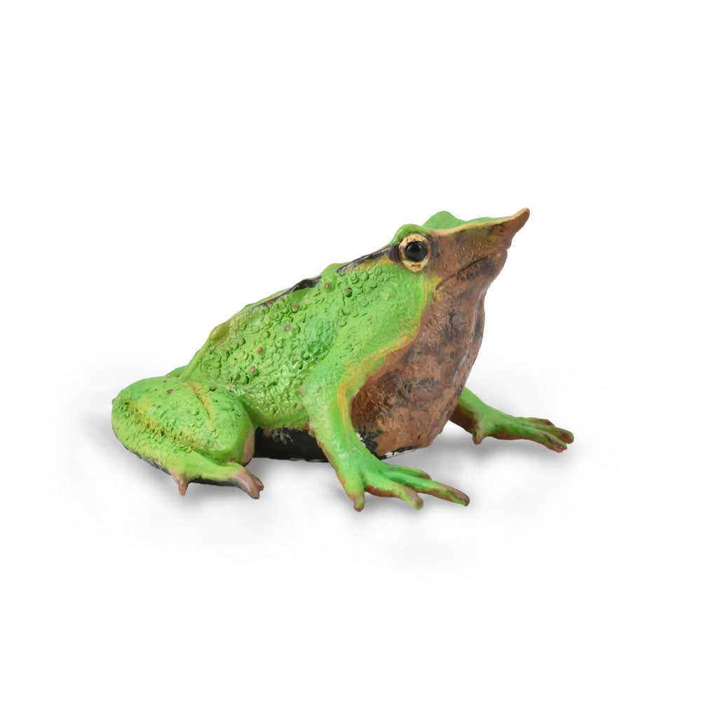 CollectA Darwin's Frog Figure (Medium)