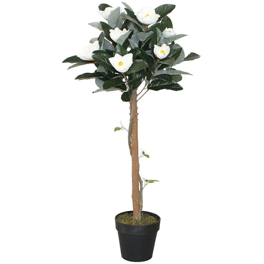 Magnolia Plant in Pot 110cm
