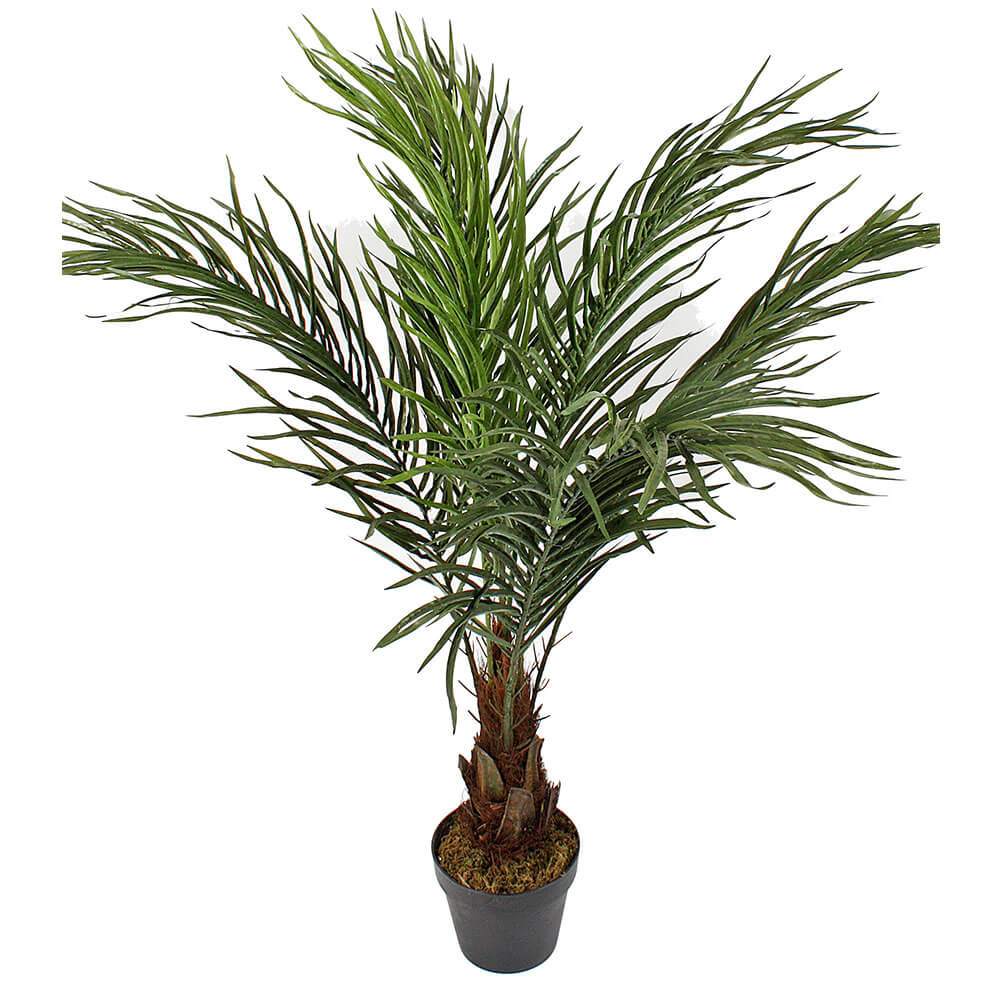 Phoenix Robellini Palm in Pot Green 90cm