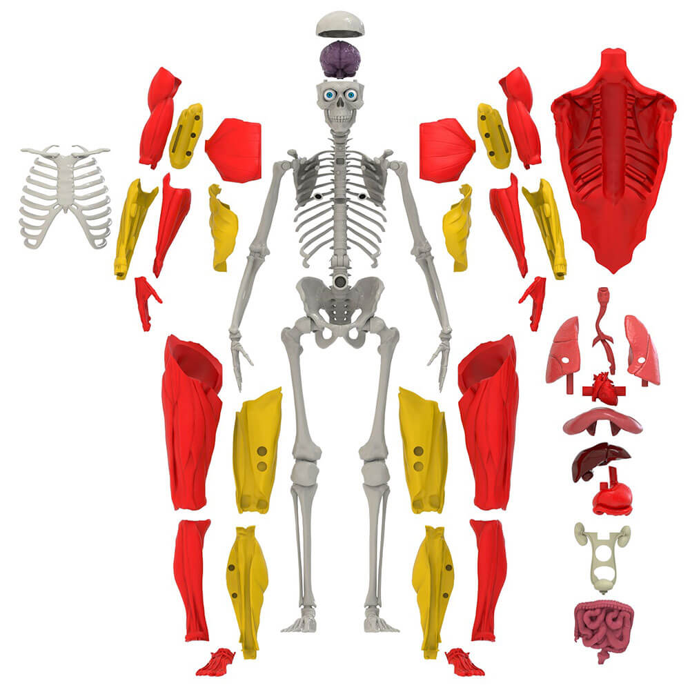 Interactive Human Body Science Toy