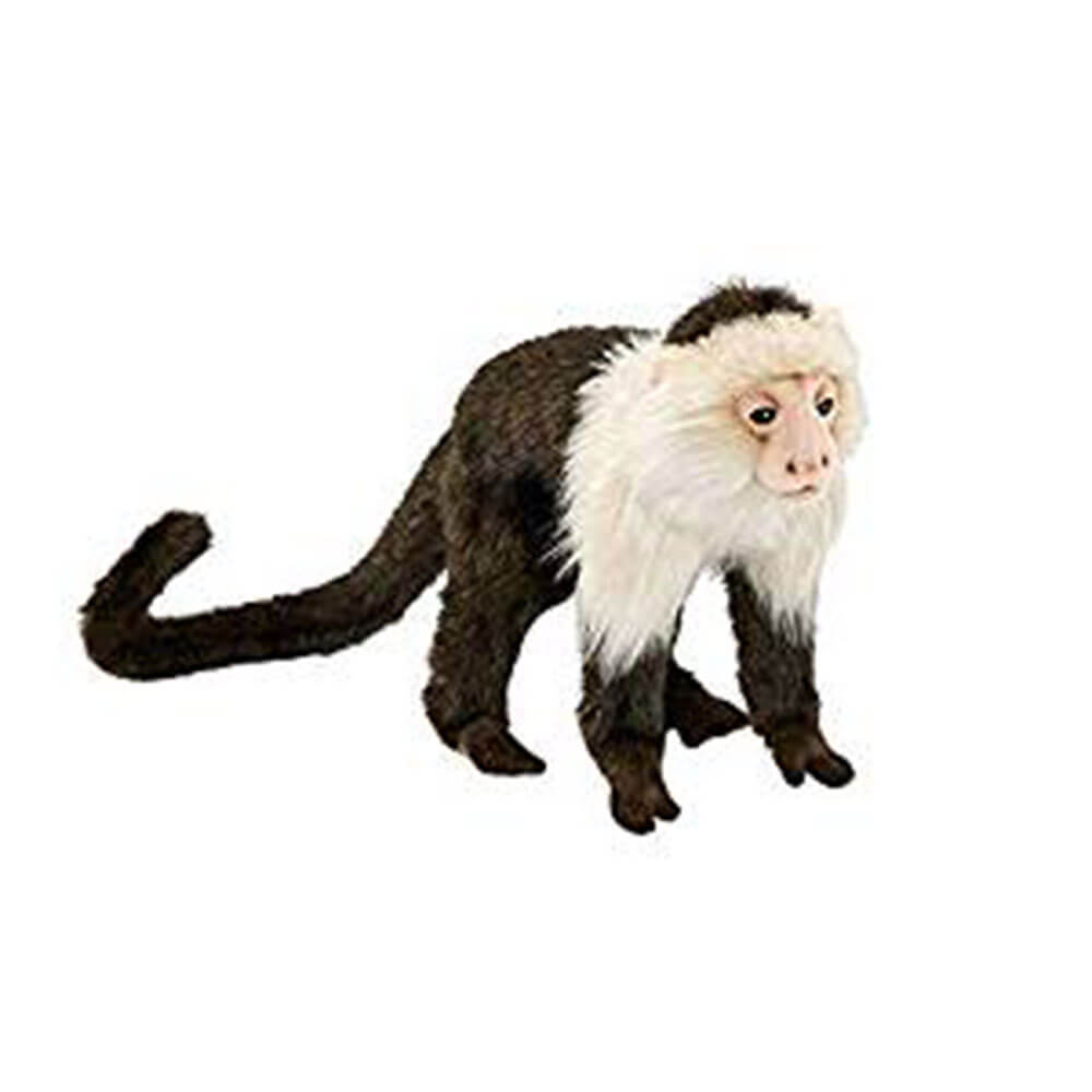Mono capuchino Hansa (20cm)