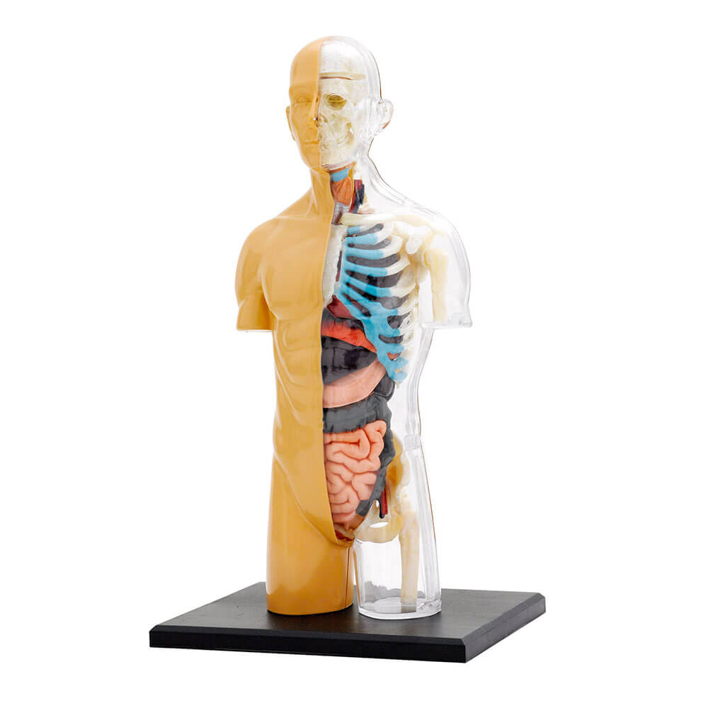 Thames and Kosmos Human Body Anatomy Model