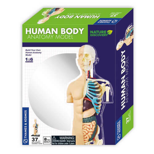 Thames and Kosmos Human Body Anatomy Model