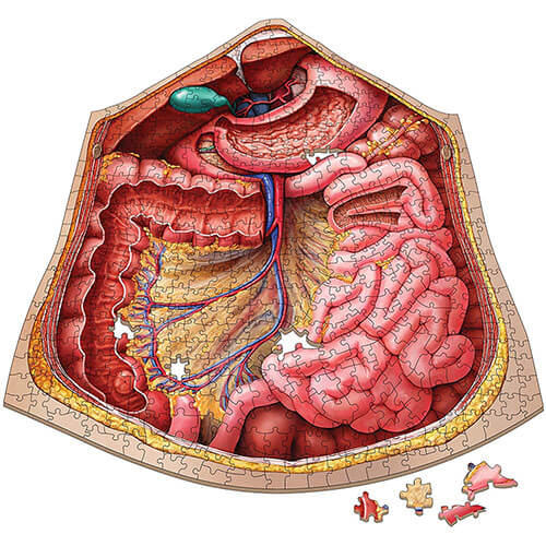 Dr. Livingston's Anatomy Jigsaw Puzzle the Human Abdomen