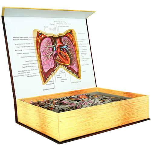 Dr. Livingston's Anatomy Jigsaw Puzzle the Human Thorax