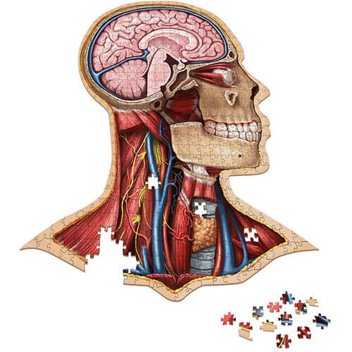 Dr. Livingston's Anatomy Jigsaw Puzzle the Human Head