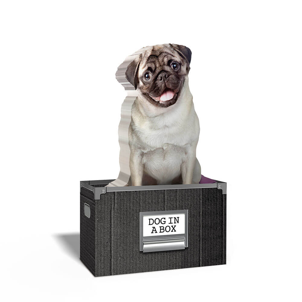 Hund in einer Box